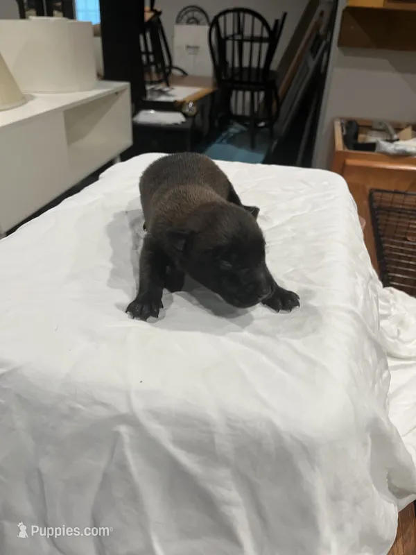 Athena – Belgian Malinois puppy for sale in Clinton, TN