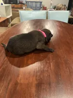 Pink, a female Belgian Malinois for sale in Clinton, TN – 2 of 5