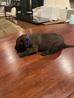 Dark Blue, a male Belgian Malinois for sale in Clinton, TN – 3 of 5