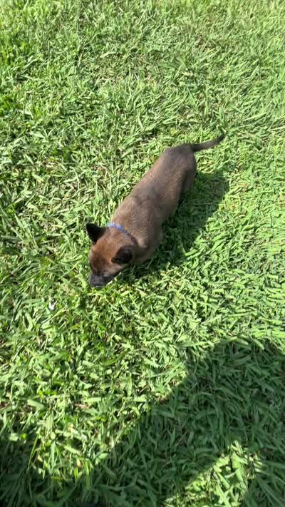 Dark Blue, a male Belgian Malinois for sale in Clinton, TN – 6 of 6