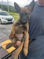 Yellow , a male Belgian Malinois for sale in Clinton, TN – 5 of 5