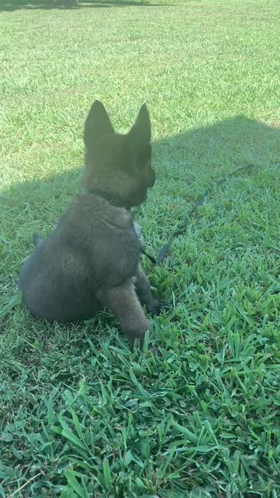 Black, a male Belgian Malinois for sale in Clinton, TN – 10 of 10