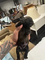 Bond, a male Belgian Malinois for sale in Clinton, TN – 3 of 5