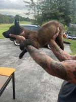 Purple, a female Belgian Malinois for sale in Clinton, TN – 4 of 6