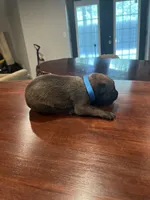 Blue, a male Belgian Malinois for sale in Clinton, TN – 2 of 5