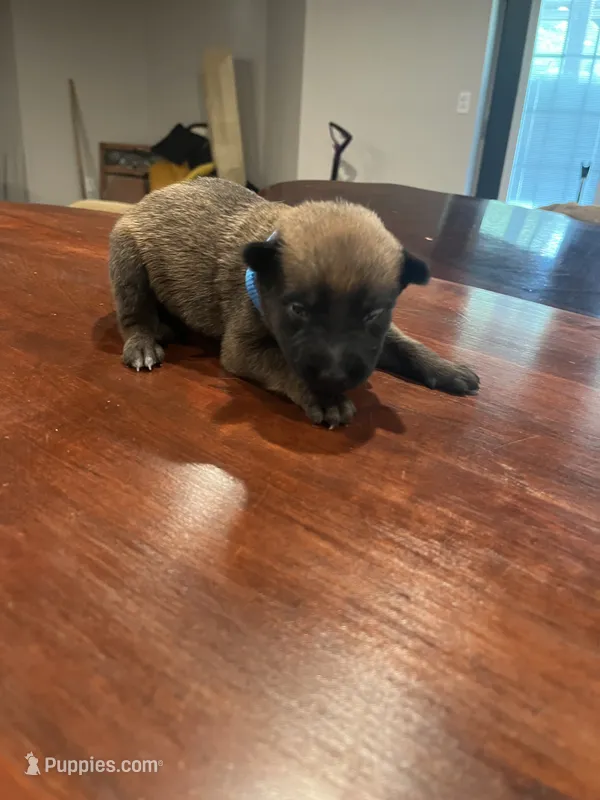 Blue – Belgian Malinois puppy for sale in Clinton, TN