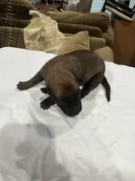 Nova , a female Belgian Malinois for sale in Clinton, TN – 2 of 5