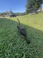 Black, a male Belgian Malinois for sale in Clinton, TN – 8 of 10
