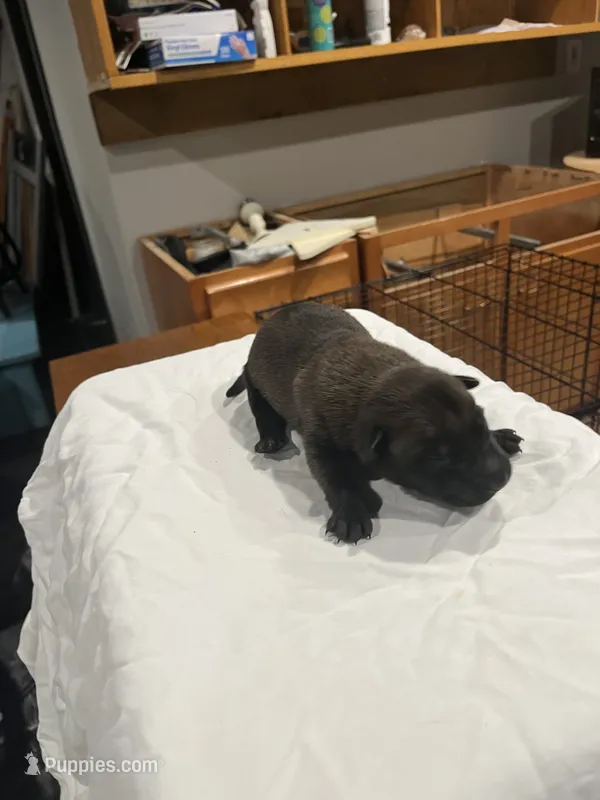 Bond – Belgian Malinois puppy for sale in Clinton, TN