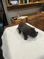 Bond, a male Belgian Malinois for sale in Clinton, TN – 1 of 5