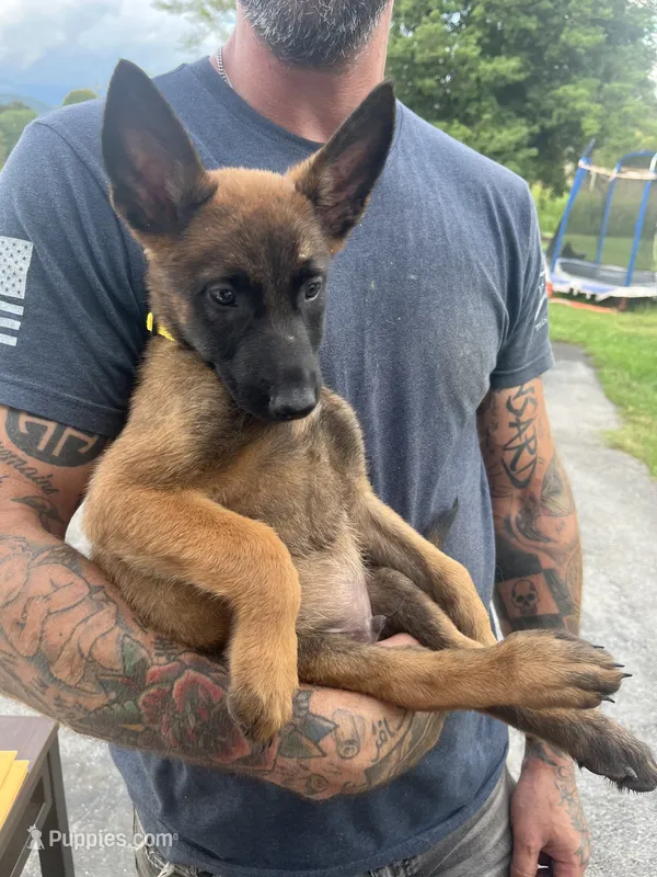 Yellow  – Belgian Malinois puppy for sale in Clinton, TN