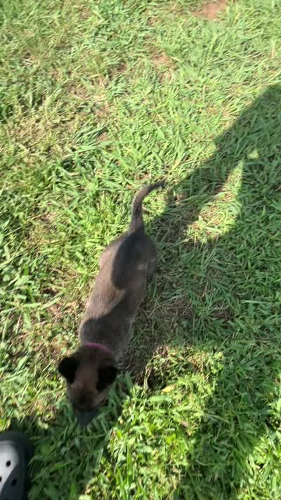 Pink, a female Belgian Malinois for sale in Clinton, TN – 6 of 6