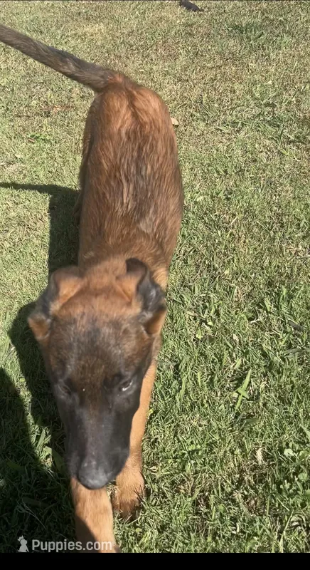 Orange – Belgian Malinois puppy for sale in Clinton, TN