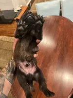 Dark Blue, a male Belgian Malinois for sale in Clinton, TN – 2 of 5