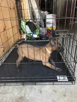 Grey, a female Belgian Malinois for sale in Clinton, TN – 3 of 5