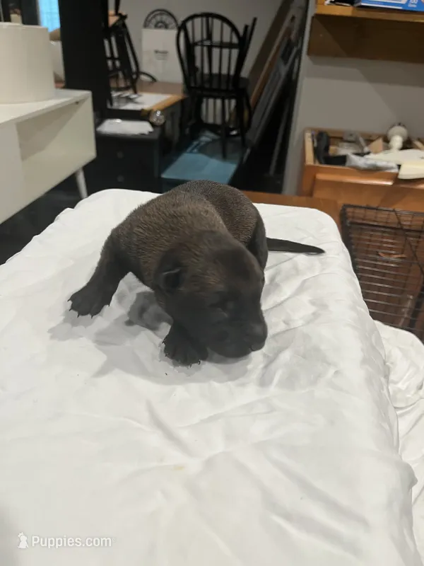 Echo – Belgian Malinois puppy for sale in Clinton, TN