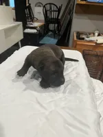 Echo, a male Belgian Malinois for sale in Clinton, TN – 1 of 5