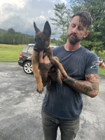 Yellow , a male Belgian Malinois for sale in Clinton, TN – 3 of 5