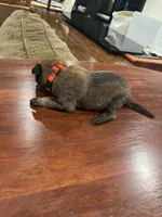 Red, a male Belgian Malinois for sale in Clinton, TN – 4 of 5
