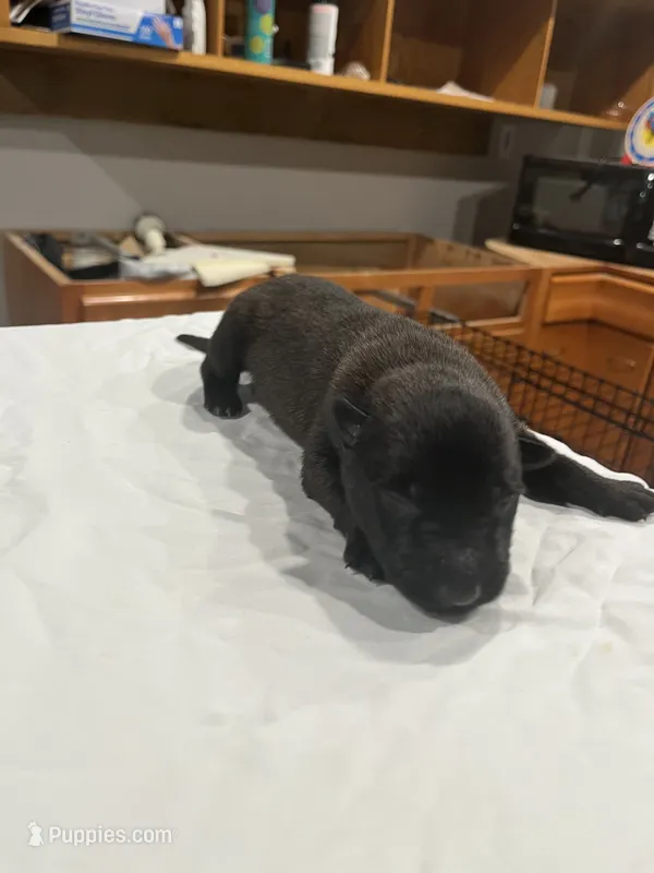 Diesel – Belgian Malinois puppy for sale in Clinton, TN