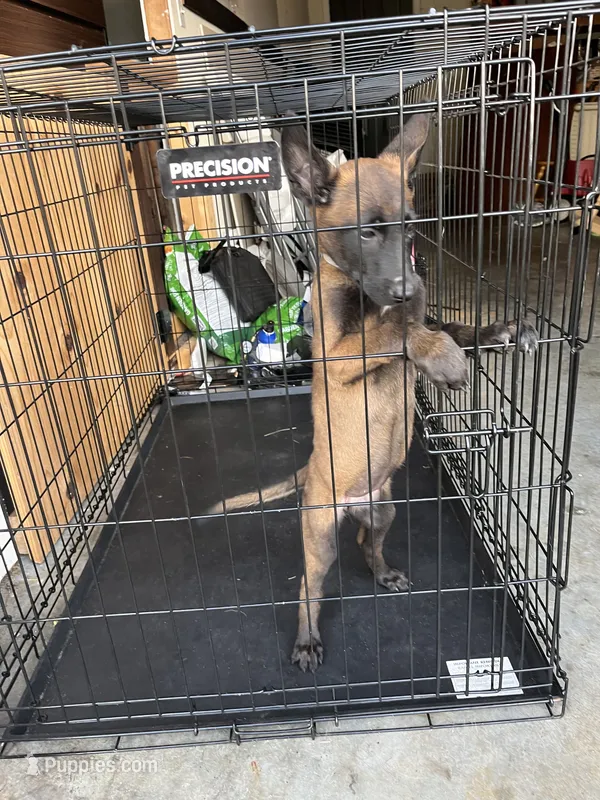 Grey – Belgian Malinois puppy for sale in Clinton, TN