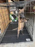 Grey, a female Belgian Malinois for sale in Clinton, TN – 1 of 5
