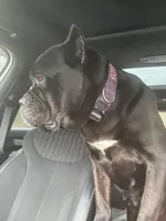 Khaos, a female Cane Corso for sale in Georgetown, KY – 3 of 4