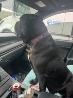 Khaos, a female Cane Corso for sale in Georgetown, KY – 4 of 4