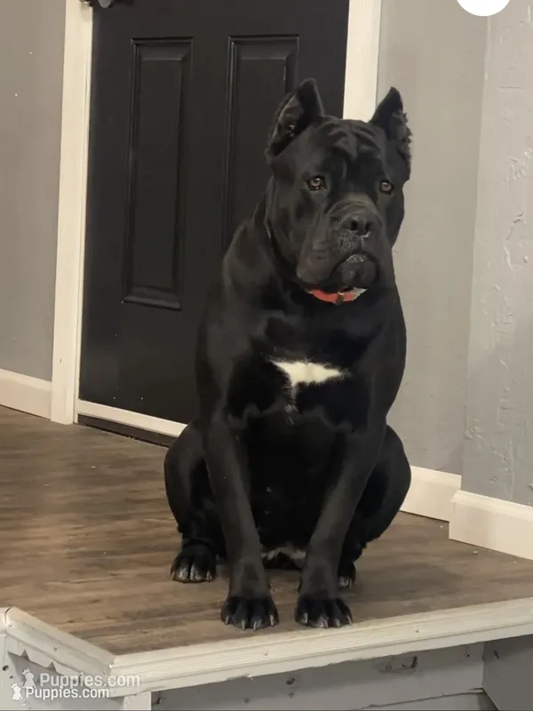 Khaos – Cane Corso puppy for sale in Georgetown, KY