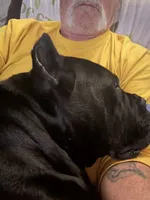 Khaos, a female Cane Corso for sale in Georgetown, KY – 2 of 4