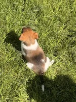 rusty, a male Jack Russell Terrier and Rat Terrier for sale in Richfield, WI – 8 of 9