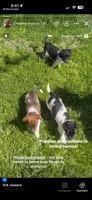 rusty, a male Jack Russell Terrier and Rat Terrier for sale in Richfield, WI – 6 of 9