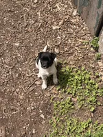 sunshine, a female Jack Russell Terrier and Rat Terrier for sale in Richfield, WI – 10 of 10
