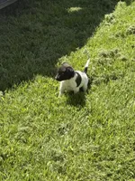 sunshine, a female Jack Russell Terrier and Rat Terrier for sale in Richfield, WI – 6 of 10