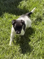 sunshine, a female Jack Russell Terrier and Rat Terrier for sale in Richfield, WI – 5 of 10