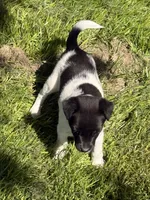 sunshine, a female Jack Russell Terrier and Rat Terrier for sale in Richfield, WI – 3 of 10