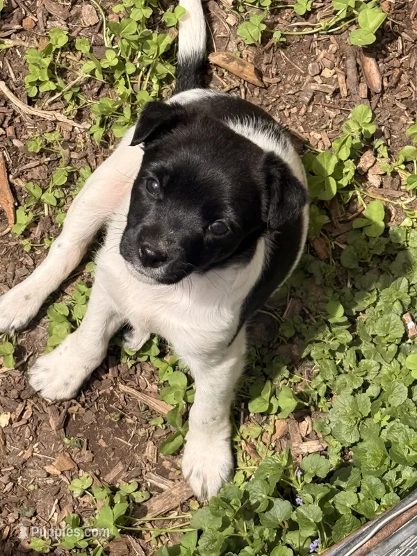 sunshine, a female Jack Russell Terrier and Rat Terrier for sale in Richfield, WI – 1 of 10