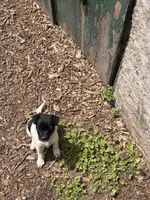 sunshine, a female Jack Russell Terrier and Rat Terrier for sale in Richfield, WI – 9 of 10