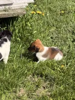 rusty, a male Jack Russell Terrier and Rat Terrier for sale in Richfield, WI – 9 of 9