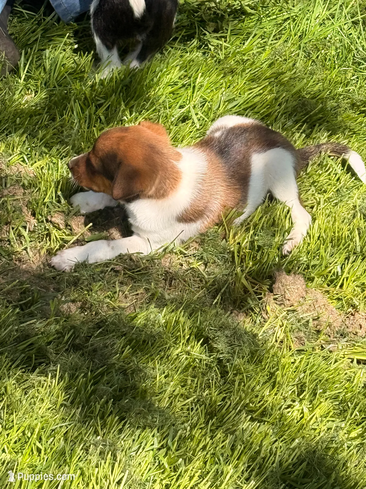 rusty, a male Jack Russell Terrier and Rat Terrier for sale in Richfield, WI – 7 of 9