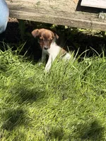 rusty, a male Jack Russell Terrier and Rat Terrier for sale in Richfield, WI – 3 of 9