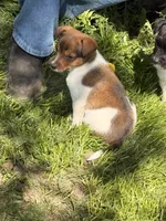 rusty, a male Jack Russell Terrier and Rat Terrier for sale in Richfield, WI – 1 of 9