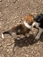 rusty, a male Jack Russell Terrier and Rat Terrier for sale in Richfield, WI – 5 of 9