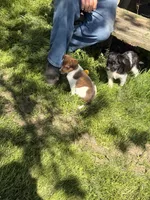 rusty, a male Jack Russell Terrier and Rat Terrier for sale in Richfield, WI – 4 of 9