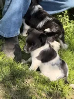 sunshine, a female Jack Russell Terrier and Rat Terrier for sale in Richfield, WI – 4 of 10