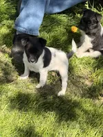 sunshine, a female Jack Russell Terrier and Rat Terrier for sale in Richfield, WI – 2 of 10