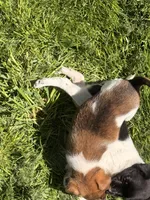 rusty, a male Jack Russell Terrier and Rat Terrier for sale in Richfield, WI – 2 of 9