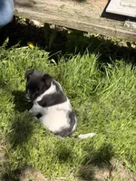sunshine, a female Jack Russell Terrier and Rat Terrier for sale in Richfield, WI – 7 of 10