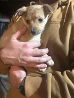 processed/e4187151-7d8b-4283-a8ba-db7599a28cac/listing/f04e343b-563c-45d8-8039-9edcf1bf49e1/668655c7-8644-4f5b-a244-a58a8f0964f6