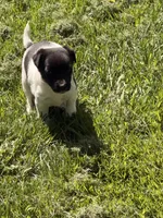 sunshine, a female Jack Russell Terrier and Rat Terrier for sale in Richfield, WI – 8 of 10